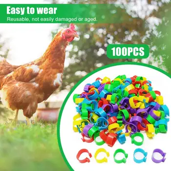 100 Adet tavuk bacağı Bantları Parlak Renk Ultralight Basit Kurulum Kümes Hayvanları Ördek Tanımlama Ayak Halkaları Çiftlik Malzemeleri