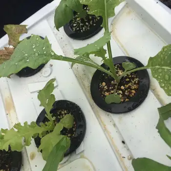 Bahçe Oluklu Örgü Net Bardak Çok Fonksiyonlu Uzun Ömürlü Anti Pas Bitki Net Pot Kapalı Açık Bitkiler Biber Çiçekler